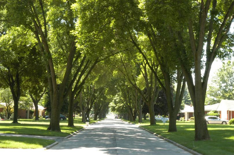 street with trees