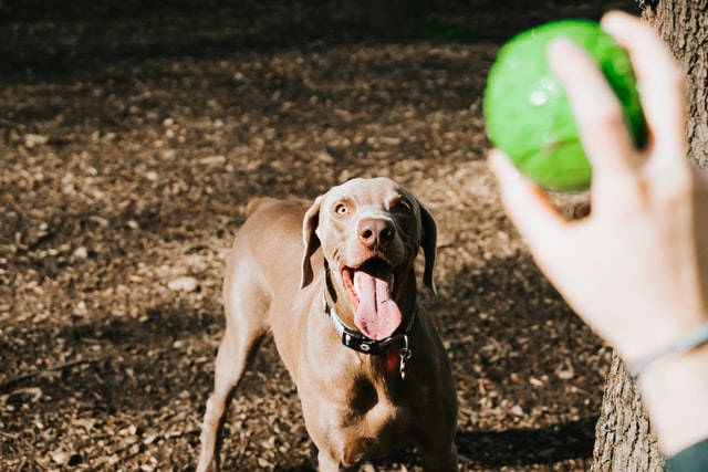 Dog waiting for owner to throw ball